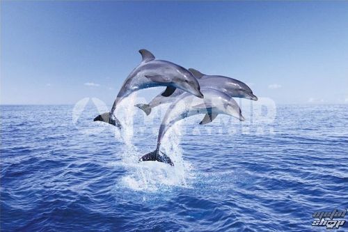 plagát Dolphin Trio - Pyramid Posters - PP30267